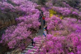 2023青岛大珠山杜鹃花什么时候开