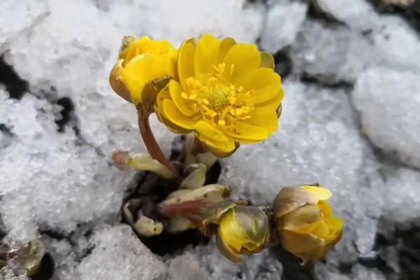 鏡泊湖春季游玩攻略 踏青、賞花、觀鳥全都有