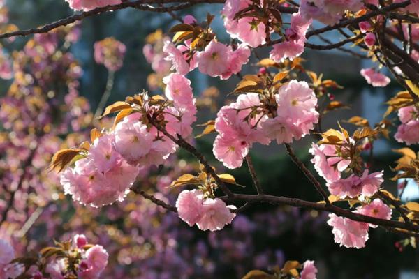 天津哪里有樱花看 最美樱花观赏地方