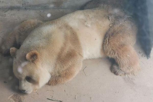 棕色大熊猫七仔在哪个动物园