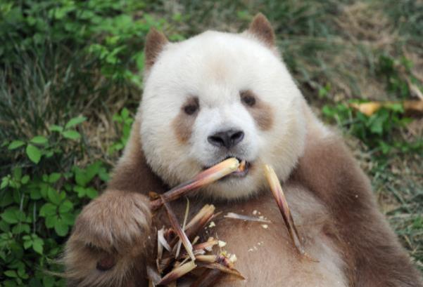棕色大熊猫七仔在哪个动物园