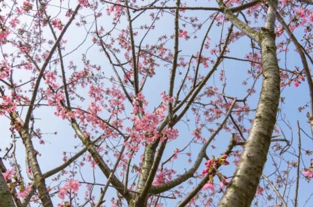 2023扬州看樱花最好的地方在哪里