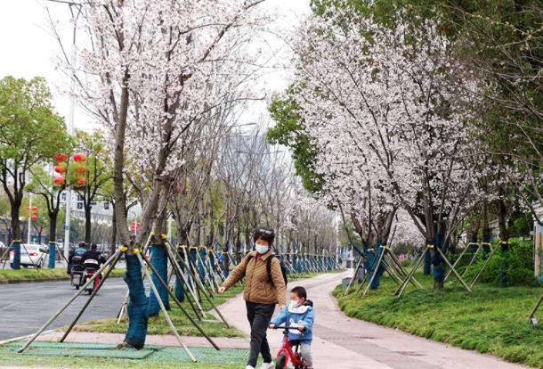2023扬州看樱花最好的地方在哪里