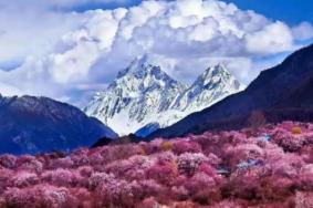2023西藏看桃花什么时候最好 看桃花的地方有哪些