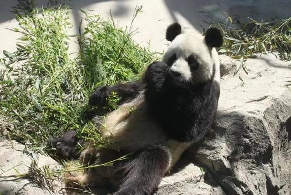威海有熊猫吗在哪里 哪个动物园有熊猫