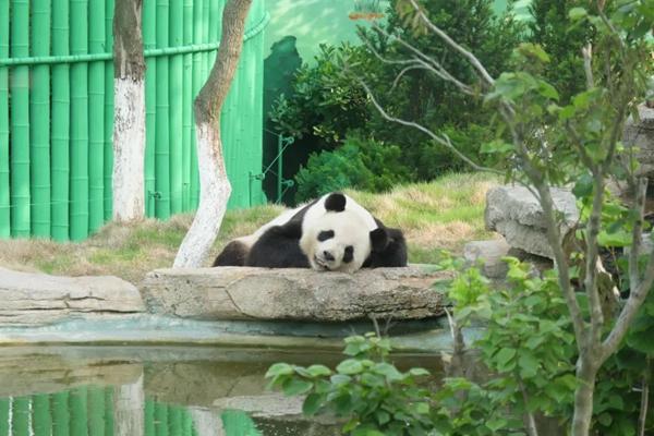威海有熊猫吗在哪里 哪个动物园有熊猫