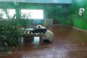 广州动物园熊猫几点出来活动