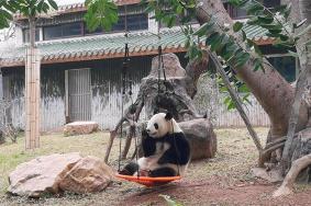 广州动物园熊猫叫什么名字 附看熊猫攻略