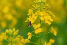 2023鎮江油菜花賞花地圖