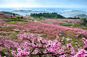 2023年成都龙泉驿桃花节时间及交通管制