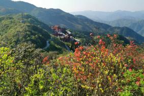 永州阳明山杜鹃花什么时候开 附最佳观赏时间