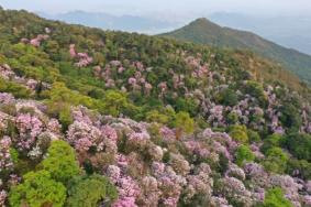 2023梧桐山杜鹃花几月开花 附赏花路线