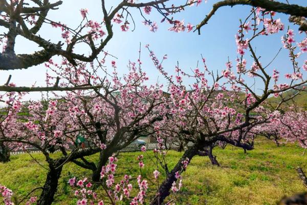 2023杭州桃花哪里好看 赏桃花最好的地方