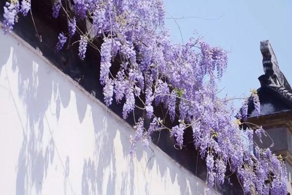 2023苏州哪里的紫藤最好看 十大赏紫藤花好去处