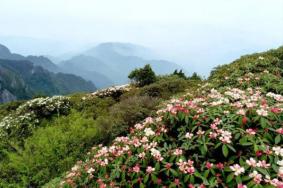 2023峨眉山杜鹃花几月开 附观赏地点