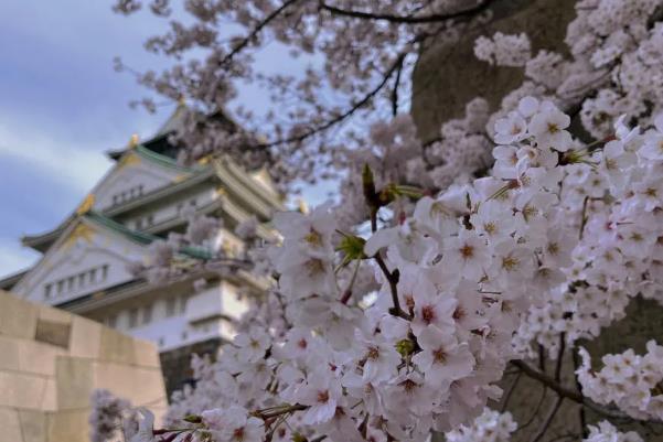 日本樱花几月开 2023日本樱花开放时间及赏樱地点介绍