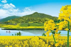 2023汉中西乡油菜花节赏花路线 附赏花点美景