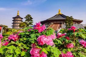 洛阳牡丹花会2023开幕时间