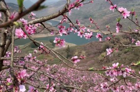 贵阳春游去哪里看花