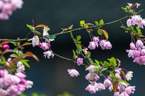 2023年春季惠山古镇赏花指南 杜鹃花、海棠花已经进入盛花期了