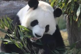 鄂尔多斯野生动物园熊猫叫什么