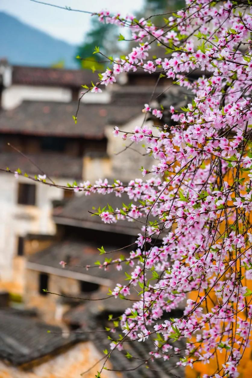 3月4月雨季的婺源应该怎么玩？这份春雨朦朦的游玩攻略可以看看