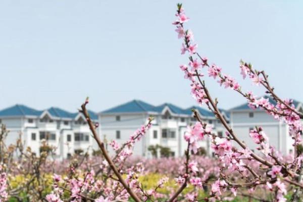 南汇桃花节2023年是几月几日