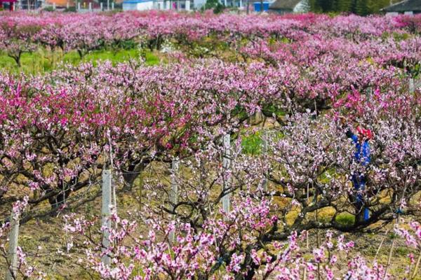 2023上海桃花节在什么地方 附活动时间