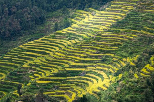 紫鵲界梯田景區(qū)在哪里 附交通指南