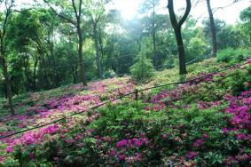 2023东湖磨山杜鹃花什么时候开
