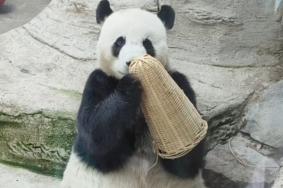 北京动物园熊猫馆门票可以单买吗
