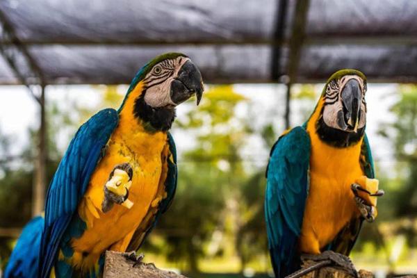 臺州灣野生動物園游玩攻略-門票價格-景點信息