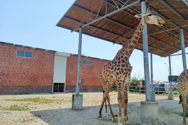 臺州灣野生動物園游玩攻略-門票價格-景點信息