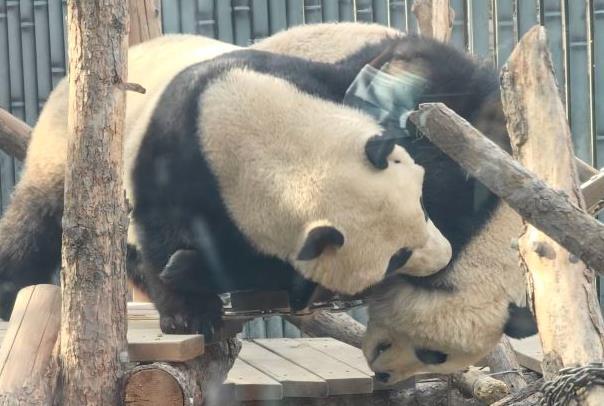 北京动物园熊猫馆有几只熊猫