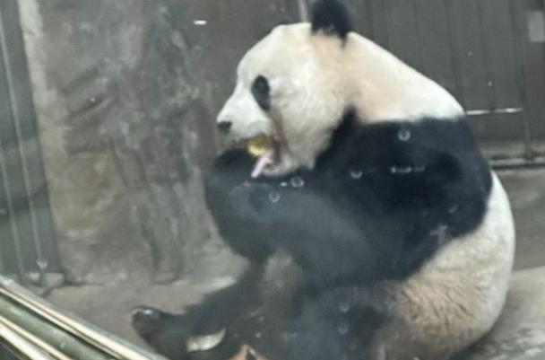 北京动物园熊猫馆有几只熊猫