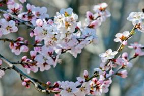 2023国家植物园桃花节开放时间及活动内容