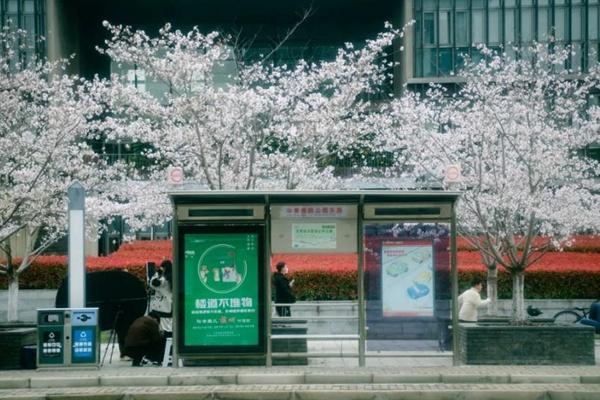 上海青浦赏樱花的地方有哪些