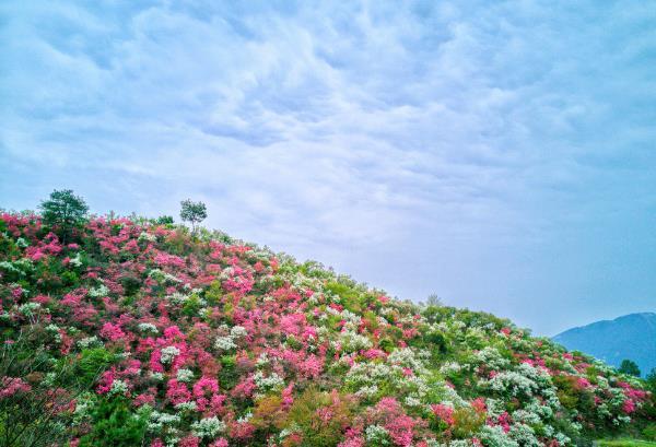 2024武漢杜鵑花什么時候開花 杜鵑花在哪里看最好