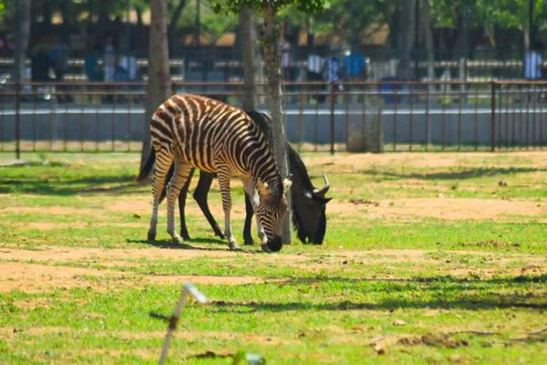 2024秦皇島野生動物園游玩攻略-門票價格-景點信息