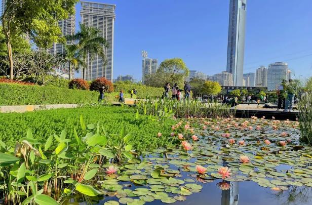 2023廈門睡蓮花期 賞花最佳去處