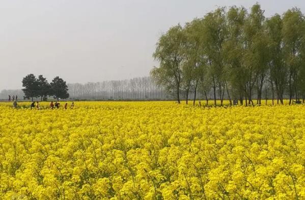 南京四月赏花有哪些地方