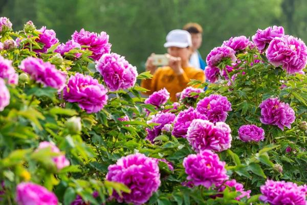 2023中国国花园牡丹节门票价格及优惠政策