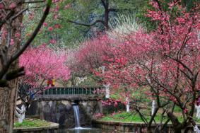 长沙春季旅游景点 26个踏青赏花好去处