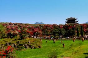 百里杜鹃景区赏花路线推荐2023