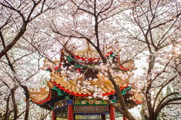 缓州秋季那里好玩 九大年夜秋季赏花景面