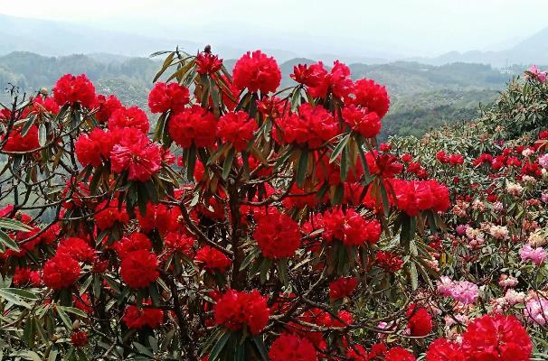 2023毕节百里杜鹃花期最佳时间