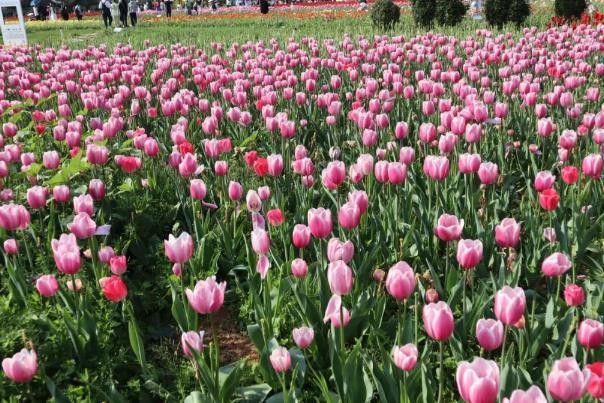 长沙四月赏花好去处 4月赏花的地方有哪些