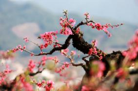 长沙观赏桃花的地