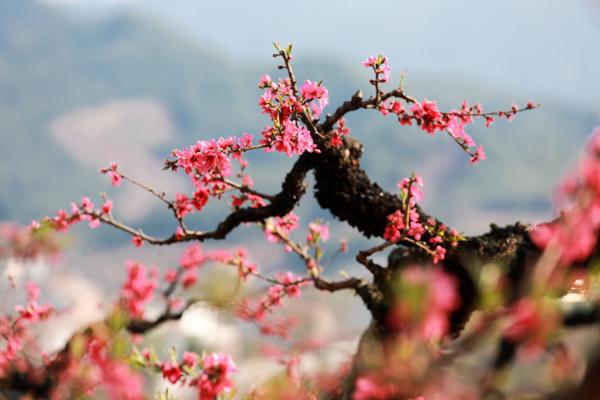长沙观赏桃花的地方 14个最美观赏地点
