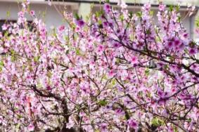 上海4月賞花好去處